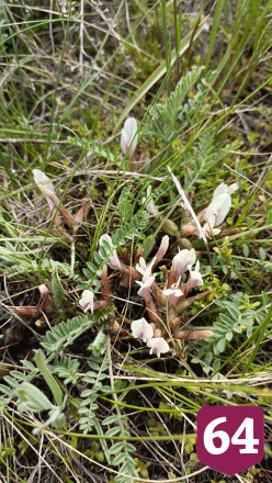 В Саратове цветут степной миндаль и дикие ирисы