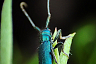 Саратовцу на Кумысной поляне позировали жук-усач и клоп-охотник