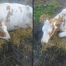 Саратовские ветеринары спасли корову после родов